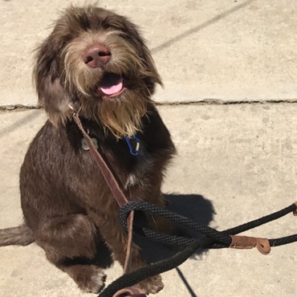 Meet your Posher, Andrea